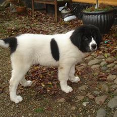 Landseer Emmie