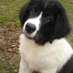 Landseer Emmie