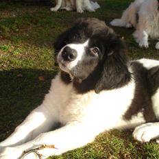 Landseer Emmie