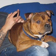 Staffordshire bull terrier Tovdal Sulja Boy - Enzo