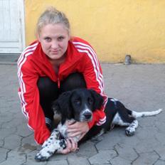 Engelsk springer spaniel Malthe