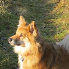 Islandsk fårehund Coco