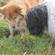 Islandsk fårehund Coco