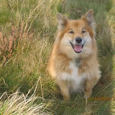 Islandsk fårehund Coco