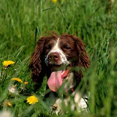Engelsk springer spaniel Lady
