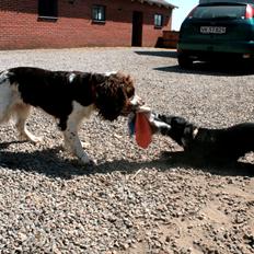 Engelsk springer spaniel Lady