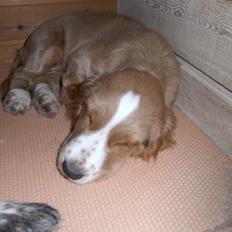 Blanding af racer Molly