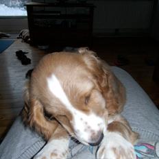 Blanding af racer Molly