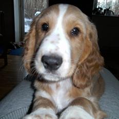 Blanding af racer Molly