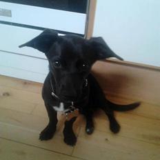 Blanding af racer Mini