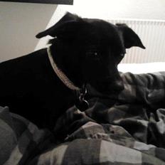 Blanding af racer Mini