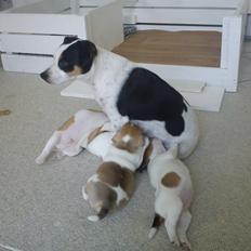 Dansk svensk gaardhund Skjolds Camma