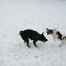 Papillon Bella "aflivet"