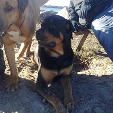 Blanding af racer Alice