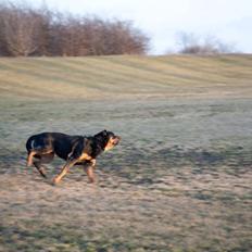 Blanding af racer Alice