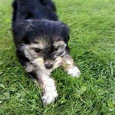 Blanding af racer (Malteser/yorkshie terrie) Gismo