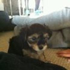 Blanding af racer (Malteser/yorkshie terrie) Gismo