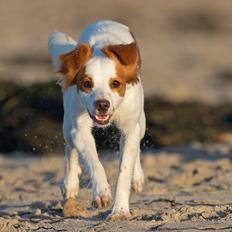 Blanding af racer Bella