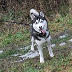 Siberian husky Samson '' Don Bamson ''