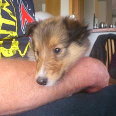 Collie langhåret Lassie