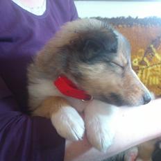 Collie langhåret Lassie