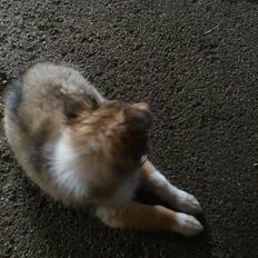 Collie langhåret Lassie