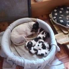 Dansk svensk gaardhund Kvik