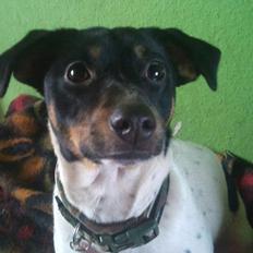 Dansk svensk gaardhund Kvik