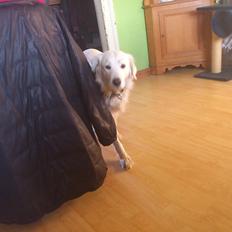 Blanding af racer Sammi