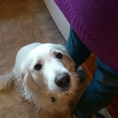 Blanding af racer Sammi