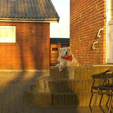 Blanding af racer Sammi