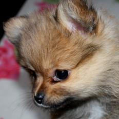 Pomeranian Maggie