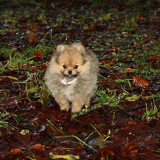 Pomeranian Maggie