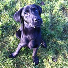 Labrador retriever Paw