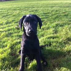 Labrador retriever Paw
