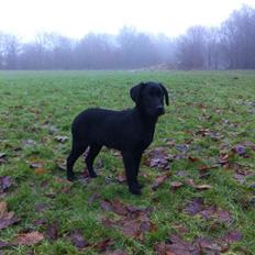 Labrador retriever Paw