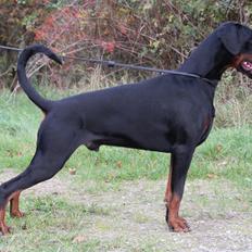 Dobermann Qui Terret Absinthe