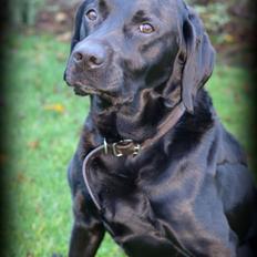 Labrador retriever Dalton