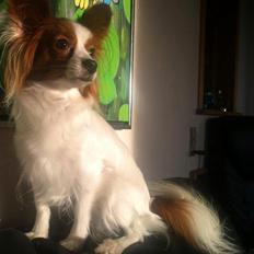 Papillon Avalee aka Ene Herskeren