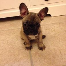 Fransk bulldog Karla