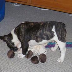 Fransk bulldog Kalle