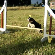 Cavalier king charles spaniel Molly