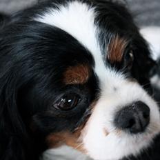 Cavalier king charles spaniel Molly