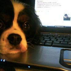 Cavalier king charles spaniel Molly