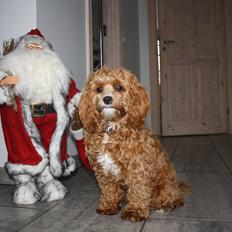 Blanding af racer (Cavoodle) Nuggi 