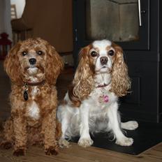 Blanding af racer (Cavoodle) Nuggi 