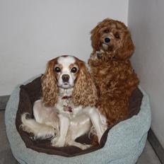 Blanding af racer (Cavoodle) Nuggi 