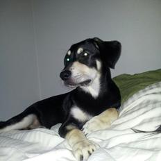 Blanding af racer Shelly