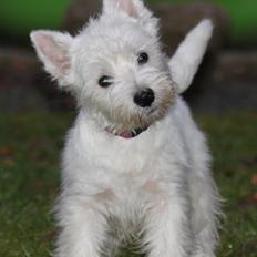 West highland white terrier Wass Ewita - Gry