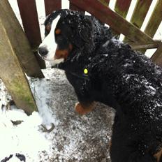 Berner sennenhund Conrad